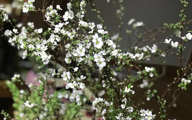 Người Việt sắm hoa anh đào, tuyết mai bạc triệu chơi Tết