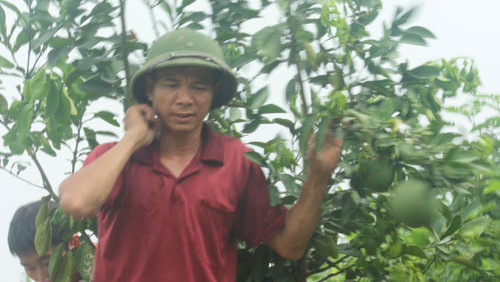 Anh Đào làm việc trong vườn bưởi của gia đình. Ảnh: Minh Minh.