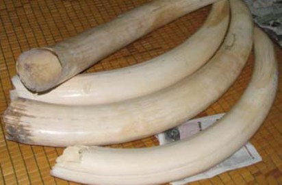 Đại gia trấn giữ uy quyền bằng răng nanh voi đực