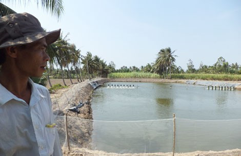 Bất chấp lời khuyến cáo của các cơ quan chức năng về việc hạn chế nuôi tôm thẻ chân trắng, nông dân tỉnh Đồng Tháp và An Giang đã đầu tư, chuyển diện tích trồng lúa, nuôi cá tra, tôm càng xanh... sang nuôi tôm thẻ vì lợi nhuận cao.