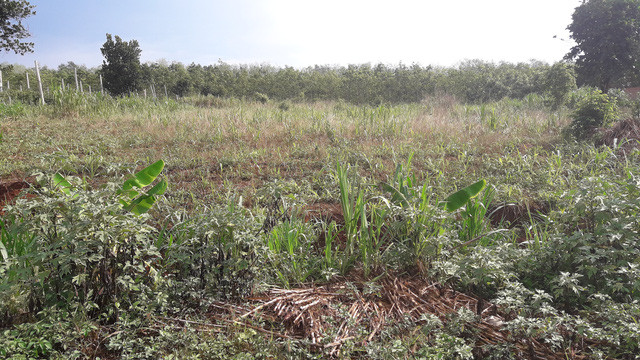 Khu rẫy nơi vợ chồng anh Việt, chị Thủy bị Sét đánh.