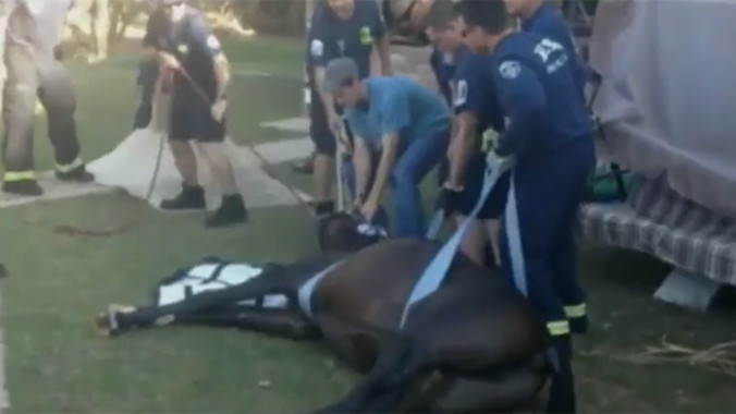 Giải cứu chú ngựa rơi xuống bể bơi