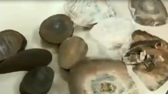 Bắt nữ hành khách mang 6kg sừng tê giác về Việt Nam