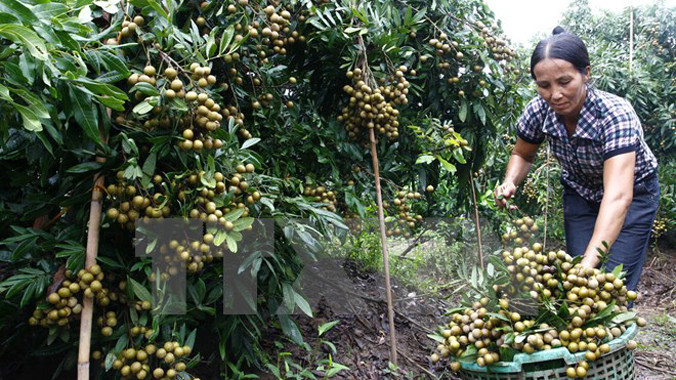 NThu hoạch nhãn lồng Hưng Yên. Ảnh: Đình Huệ/TTXVN.