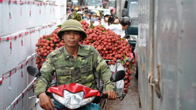 Ngày 10/6, những quả vải của Hải Dương cũng sẽ được xuất sang Australia. Ảnh: Quý Đoàn.
