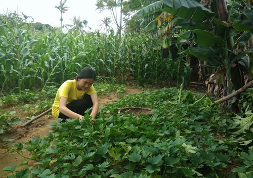 Em Nguyễn Thị Linh học sinh lớp 12A2 Trường Trung học phổ thông Quảng Xương 3, tỉnh Thanh Hóa. Ảnh: Phan Tuyết.