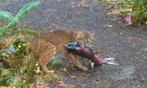 Linh miêu trổ tài săn cá hồi to bằng cơ thể