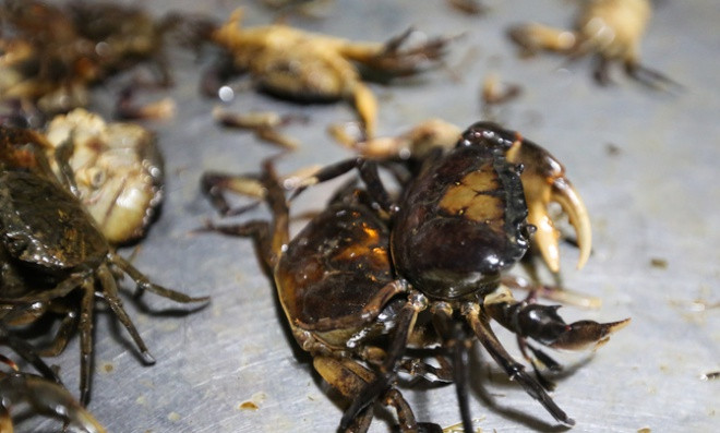 Ảnh minh họa từ Internet