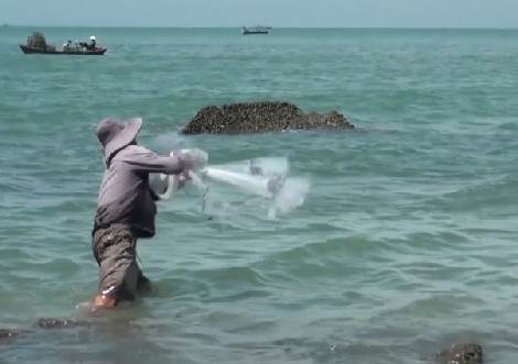 Quăng chài bắt cá đối.