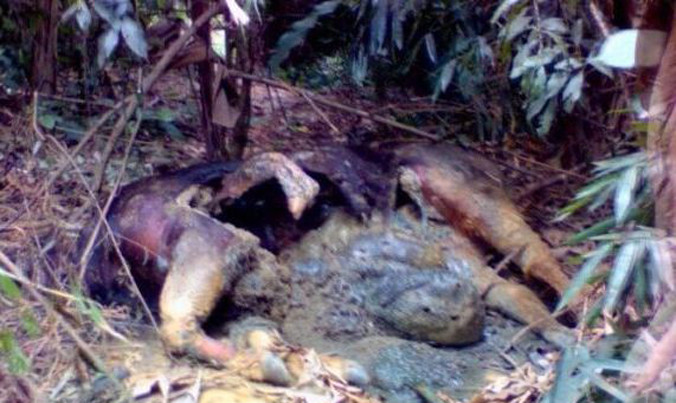 Con bò tót đang trong quá trình phân hủy.