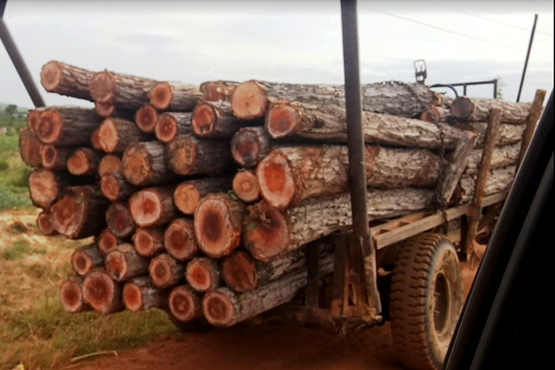 Xe chở gỗ dầu trên đường xã Ea Lê.