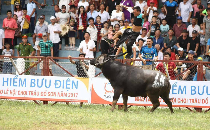 Con trâu chọi bất ngờ húc chính chủ 