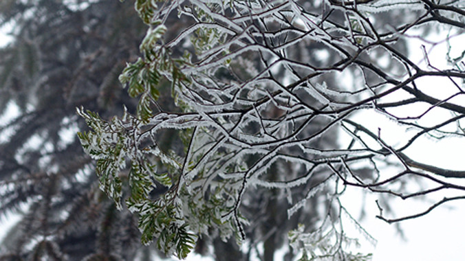 Hình ảnh băng tuyết phủ trắng núi rừng Sa Pa