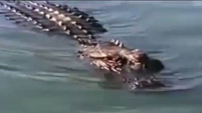 Báo chết thảm sau cuộc chiến với cá sấu