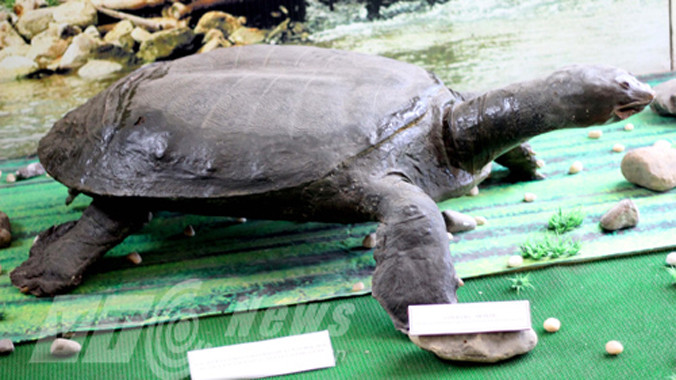 Tiêu bản rùa khổng lồ trưng bày ở Bảo tàng Hòa Bình.
