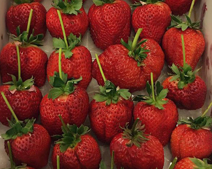 Dâu quạt nhập khẩu từ Nhật Bản đang được bán với giá siêu đắt đỏ nhưng vẫn cháy hàng tại Hà Nội