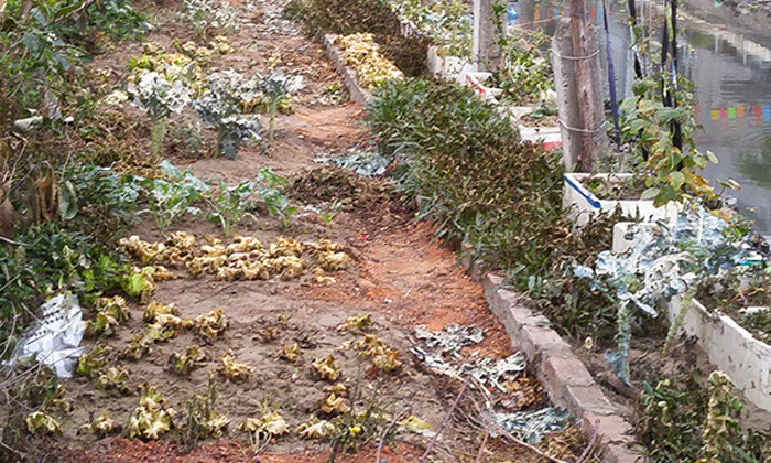 Vườn rau héo úa sau khi bị phu thuốc diệt cỏ, 6 người ăn phải loại rau này đã phải nhập viện điều trị