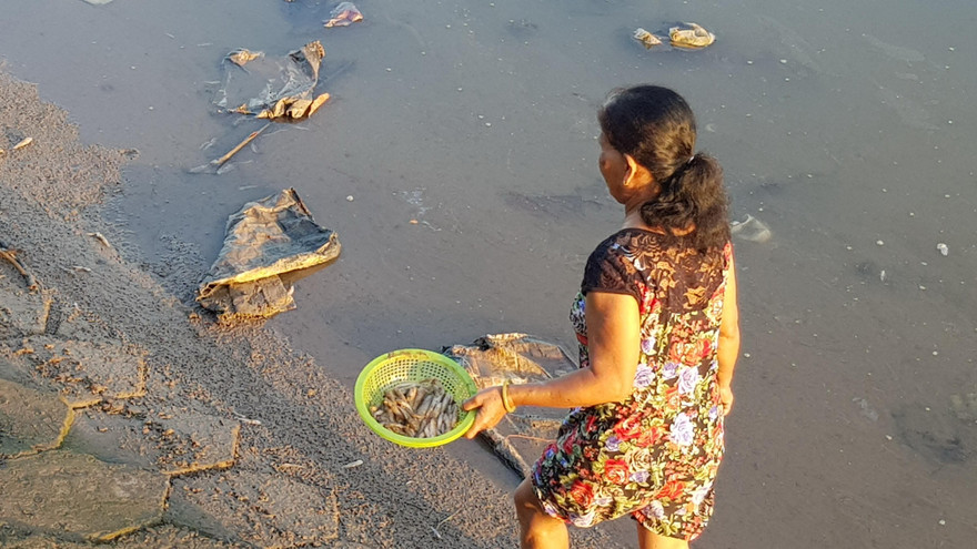 Cá chết trắng sông Maspéro ở Sóc Trăng