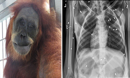 Kết quả chụp X-quang cho thấy hàng chục viên đạn súng hơi trong cơ thể đười ươi. Ảnh: Phys.