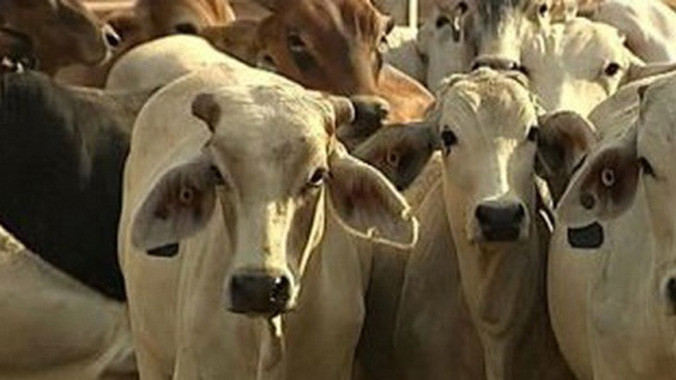 Bò Australia xuất vào Việt Nam tăng mạnh. Ảnh: Radio Australia