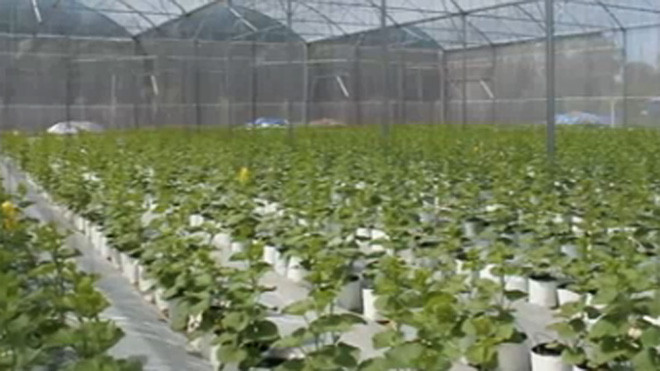 Trồng dưa lưới bằng công nghệ cao