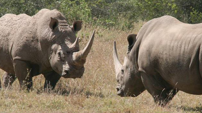 Điểm mấu chốt của buôn bán loài hoang dã trái phép là nhu cầu tiêu dùng không bền vững về loài hoang dã. Ảnh minh họa