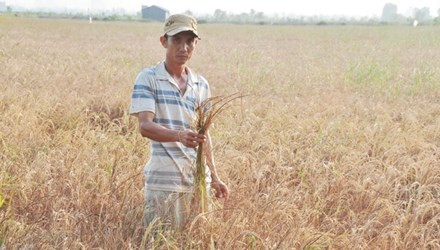 249.944 ha lúa bị ảnh hưởng bởi hạn hán, ngập mặn