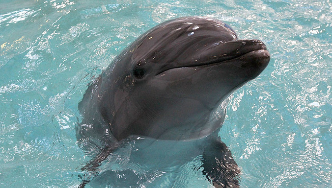 Ảnh minh họa: Sputnik.