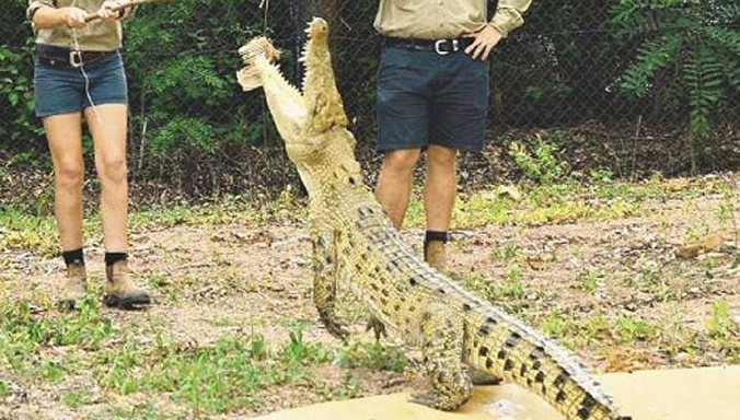 Quản lý Khu bảo tồn cho biết cá sấu Tipper sẽ không bị giết sau vụ việc trên, nhưng họ sẽ xem xét lại chương trình huấn luyện và đảm bảo không tai nạn tương tự nào tái diễn.