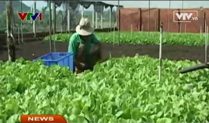 Rau sạch ở Đăk Lăk bị ép giá