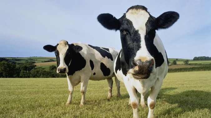 Biến phân bò thành nước uống