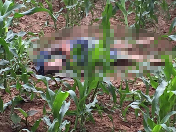 Hiện trường vụ việc.