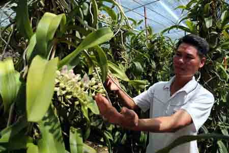 Thoát nghèo, kiếm bạc tỷ mỗi năm từ ... lan rừng