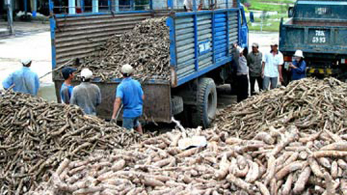 Dừng thu thuế xuất khẩu với sắn