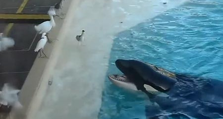 Cá voi tinh quái dùng mẹo bẫy chim