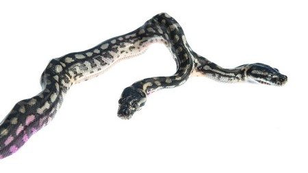 Con trăn 2 đầu có tên “Twin Destroyers” vừa được chào đời.