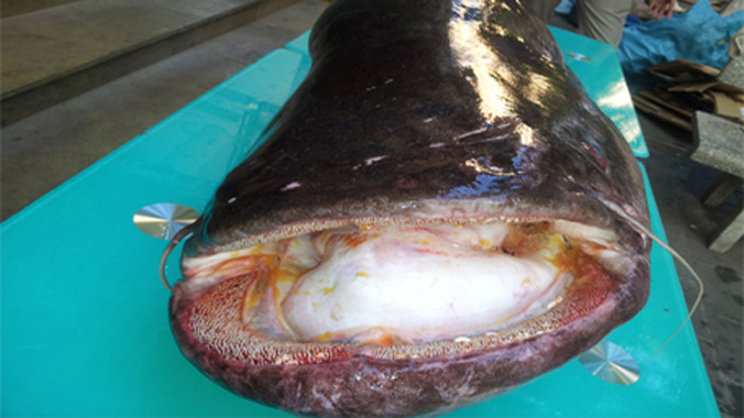 Miệng cá khá rộng và có bộ răng sắc nhọn.