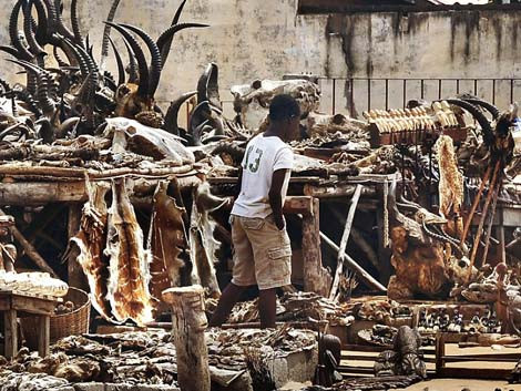 Một góc chợ buôn bán tà thuật lớn nhất thế giới - Marché des Féticheurs.