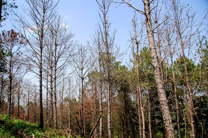 Cả vạt rừng chết đứng