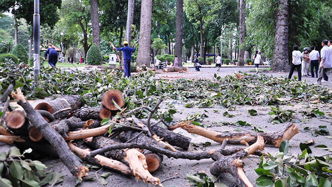 Hiện trường nhánh cây bị gãy