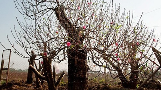 Nhiều chủ buôn cây cảnh thường có kiểu "giải vía" cho cây để thuận lợi trong việc bán hoặc cho thuê.