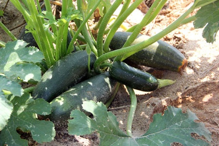 Các bài thuốc, món ăn ngon miệng giàu vitamin từ bí ngồi