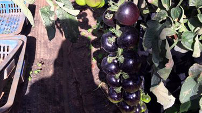 Giá đắt, nhiều người còn tìm mua hạt giống về tự trồng lấy quả ăn.