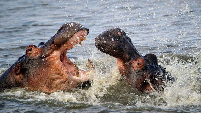 Hình ảnh hai con hà mã đánh nhau, phô bày cái miệng rộng và hàm răng sắc nhọn khiến người xem sởn gai ốc.