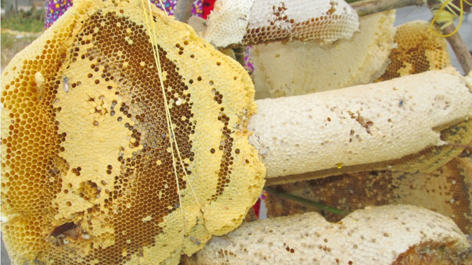 tổ ong ruồi (con nhỏ) này hiếm thấy hơn các loại ong mật khác.