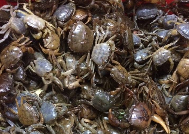 Cua đồng "xịn" có giá 150.000 đồng/kg nhưng không dễ mua. Ảnh: Tú Anh.