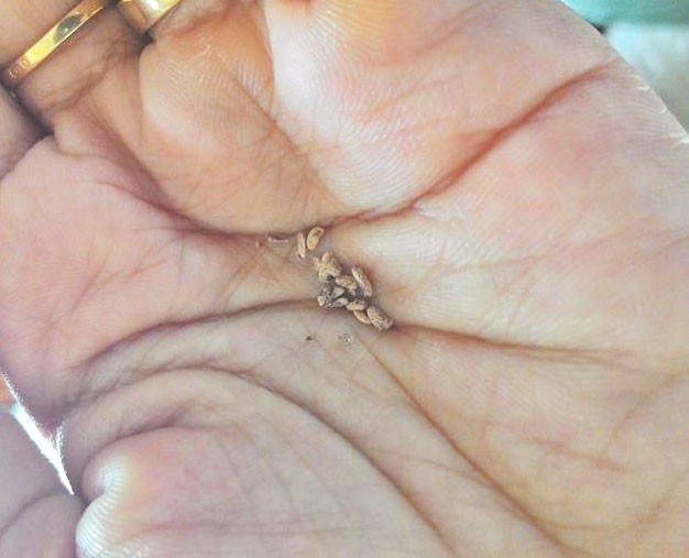 "Cuồng" việt quất, nhiều người đặt mua hạt giống về tự trồng, để mong tiết kiệm chi phí. Ảnh: NVCC