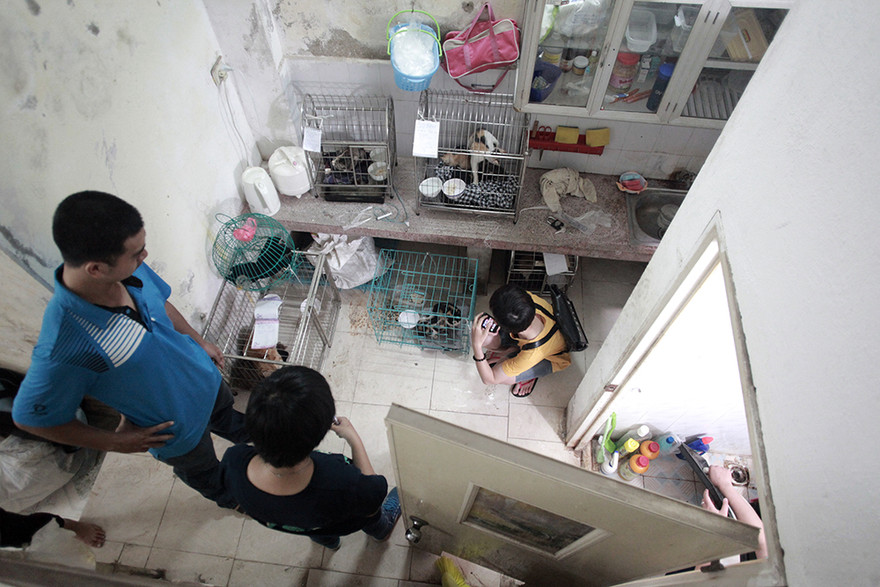 Đến nay biệt đội cứu hộ chó mèo này có rất đông tình nguyện viên, rải rác khắp Hà Nội