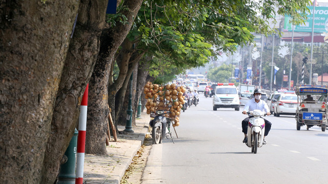 Hàng xà cừ trên đường Lê Duẩn cạnh cổng công viên Thống Nhất có vài chục năm tuổi, nhiều cây to hai người ôm, tán rộng tỏa bóng, che nắng vỉa hè và đường phố