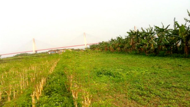 Khu đất được anh Tùng thầu lại để cho thuê trồng rau sạch